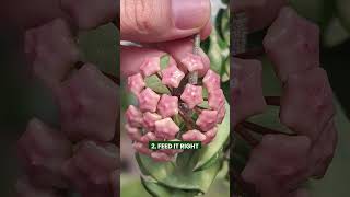 How to Get a Hoya Plant to Bloom hoyaplant houseplants youtubeshorts [upl. by Aronoh332]