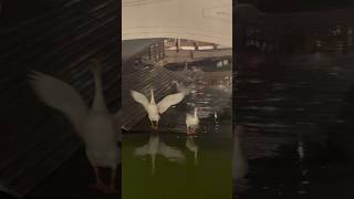 Beautiful gooses goose birds youtubeshorts reelshorts viralshort viralreels reels [upl. by Nylirret903]