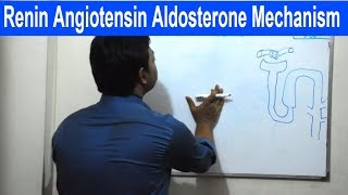 Renin Angiotensin Aldosterone Mechanism  Bangla  Square DOC [upl. by Berkley]