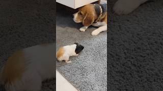 Never forget to kiss each other good night🫢short explore funny beagle video viral [upl. by Aileon436]