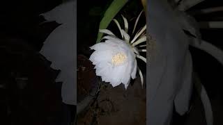 Epiphyllum  Orchid Cactus  Nakli Bhraman Kamal  BHARAT 🇮🇳 [upl. by Cinimmod563]