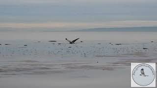 Male Northern Harrier flyby [upl. by Fernald]