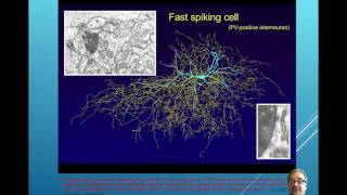 Neurophysiology [upl. by Tomchay283]