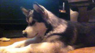 4 month Alaskan Malamute learning quotHidequot [upl. by Dorolisa294]