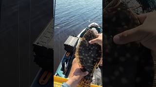 Brackish Water Flat Fellow Flounder fishing fish ytshorts shortvideo shorts fyp foryou yt [upl. by Submuloc]