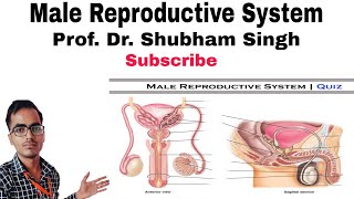 malereproductivesystem trending viralvideo facts nature science motivation reproduction [upl. by Loss168]