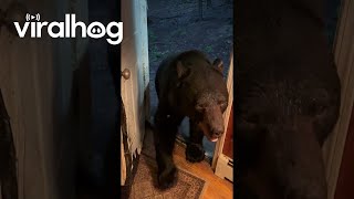 Bear Has Good Scratch Before Closing Door  ViralHog [upl. by Nosemyaj]