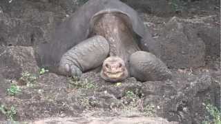 Lonesome George died another extinct subspecies [upl. by Patti558]