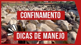 DICAS DE MANEJO de BOVINOS de CORTE ENTRANDO no CONFINAMENTO PARTE1 [upl. by Wolfy]