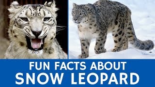 Facts about Snow Leopards for Learners  Interactive Video of Wild Animals [upl. by Annaeg]