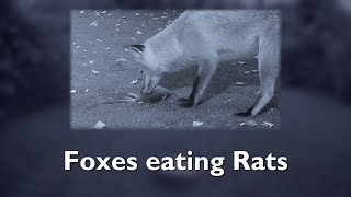 Foxes eating Rats [upl. by Waldo]