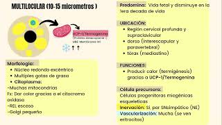 Tejido Adiposo [upl. by Ricketts]