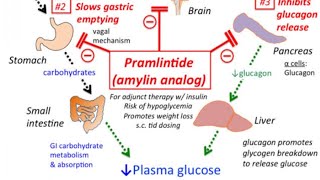 Amylin Analogue Pramlintide Newer antiDiabetic drugs [upl. by Tobin904]