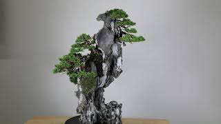 Koji Hiramatsu Takamatsu Bonsai Channel [upl. by Sakram465]