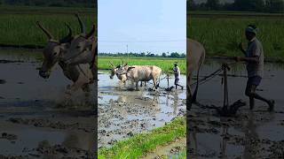 ploughing with bulls by farmer  bull ploughing the field cow ploughing the field ox ploughing field [upl. by Strenta]