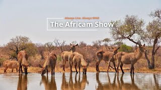 Antelope And Birds  The Africam Show  October 22 [upl. by Koorb]