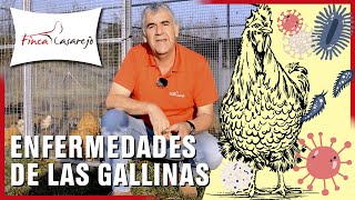 👨‍🏫 Enfermedades de las gallinas cómo prevenirlas [upl. by Aimee]