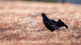 The sound of the Black Grouse  Bird Sounds to recognize the Black Grouse  10 Hours [upl. by Bej]