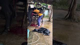 Removing the placenta of the mother carabao after giving birth [upl. by Knute128]