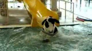 Cow on water slide video [upl. by Trista]