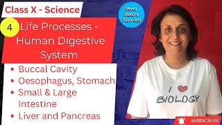 Class X Science  Life Processes  Human Digestive System  Neela Bakore Tutorials [upl. by Kei]