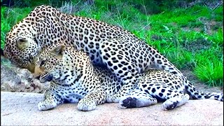 Leopard Mating  Honeymoon Leopard Couple Caught In Action At Serengeti National Park [upl. by Adnwahsat]