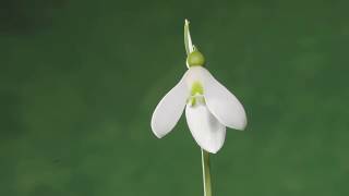 Aconite and Snowdrop flowers opening time lapse [upl. by Korfonta]