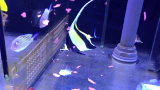 Moorish idol feeding [upl. by Adnawyek571]