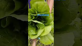 Mustasa Pang Ulam agribusiness garden agriculture farmlife vegetables satisfying fyp [upl. by Odilo]