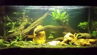 Water Change with H2O2 for Algae Control Before and After [upl. by Lorena]