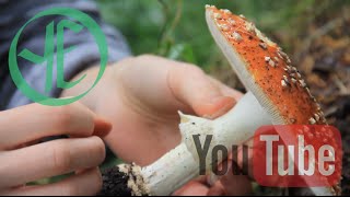 Amanita Muscaria  Weekly Fast Forage [upl. by Akiwak504]