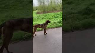 Malinois vs beauceron  Analyse d’interaction 🔍 canin dogsofttiktok training chien k9 [upl. by Feinberg558]