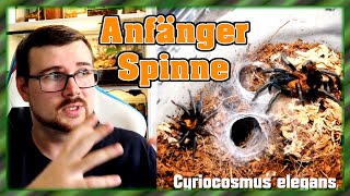 Die perfekte AnfängerVogelspinne  Deine erste Vogelspinne [upl. by Ryann]