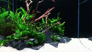 Why You Should Start An Aquascape RIGHT NOW DIY Setup Guide [upl. by Artsa]