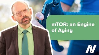 The Enzyme mTOR as an Engine of Aging [upl. by Kori]