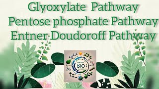 Glyoxylate Pathway Pentose Phosphate Pathway and EntnerDoudoroff Pathway [upl. by Sternick206]