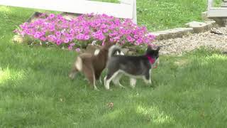 Jonas Hershbergers Siberian Husky Puppies [upl. by Nosaes401]