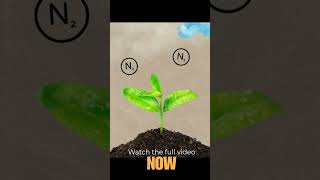 The Discovery of Nitrogen Fixation How Legumes Changed Agriculture shortvideo shorts short [upl. by Alahcim]