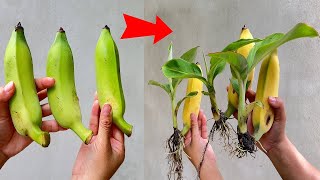 Tips for growing banana trees quickly and effectively [upl. by Nicolella]