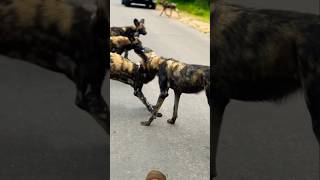 Wild Dogs meeting and Hppy moments animals shortsfeed viralvideo [upl. by Selbbep]