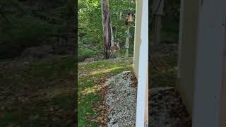 Double Trouble A Second Deer Strolls Into Our Backyard [upl. by Angelo]