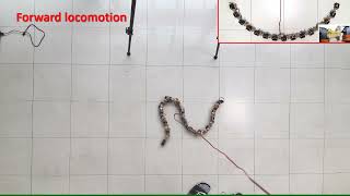 Robotic Snake Locomotion Exploiting Body Compliance and Uniform Body Tensions [upl. by Noella]