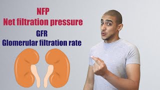 Glomerular Filtration شرح بالعربي [upl. by Ty156]