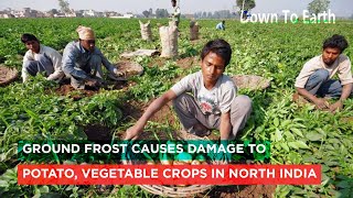 Ground frost causes damage to potato vegetable crops in North India [upl. by Merkle221]