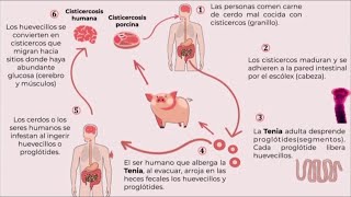 Cisticercosis INCMNSZ  Educación para la Salud [upl. by Lledroc]