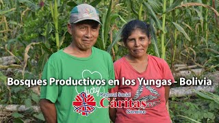 Bosques Productivos en los Yungas  Sistemas Agroforestales Sucesionales [upl. by Alin]