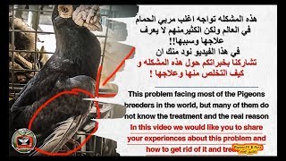 مشكله في ريش الجناح تواجه جميع مربي الحمام ، ما سببها و ما علاجها ؟ pigeons Wing Problem [upl. by Hartmunn]