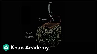 What is gastroenteritis  Gastrointestinal system diseases  NCLEXRN  Khan Academy [upl. by Nnilsia]