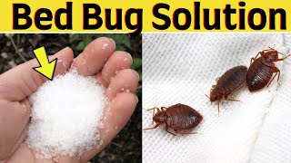 Natural trick to get rid of bed bugs fast and permanently in your mattress [upl. by Anialem]