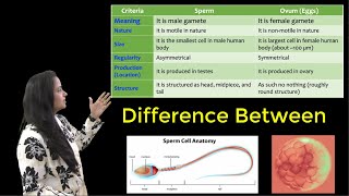 What is Difference Between SPERM amp OVUM [upl. by Hsital468]